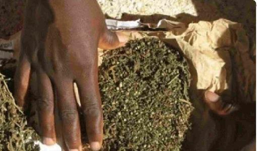 Trafic de drogue: saisie spectaculaire de chanvre indien à Mbour 
